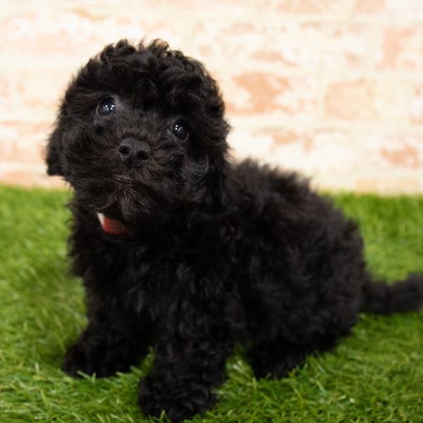 Bichon- Poo-DOG-Male-Black-6300-Petland Monroeville, PA
