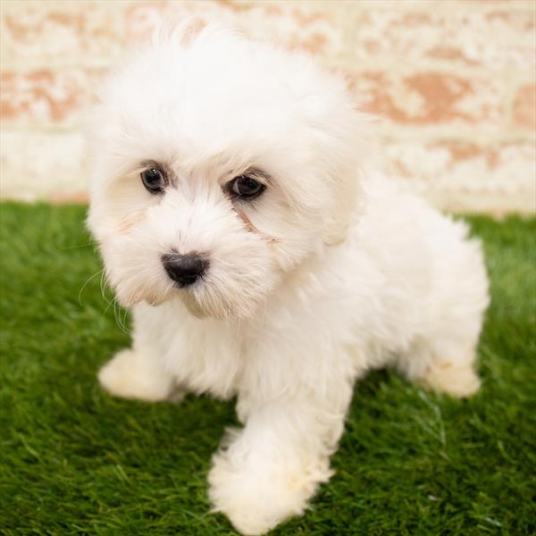 Maltese-DOG-Male-White-6301-Petland Monroeville, PA