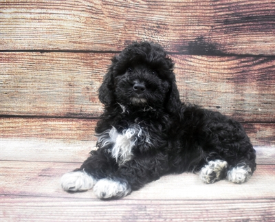 Mini AussiePoo-DOG-Male-Black-6315-Petland Monroeville, PA