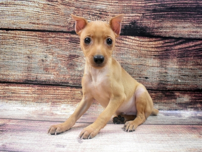 Min Pin-DOG-Male-Red-6316-Petland Monroeville, PA