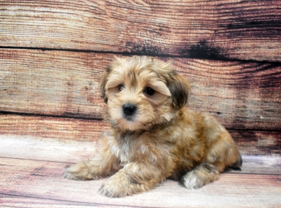Morkie-DOG-Male-Gold-6318-Petland Monroeville, PA