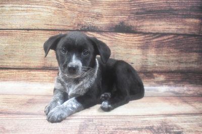 Cattle-Catahoula Dog-DOG-Female-Black and White-6319-Petland Monroeville, PA
