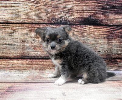 Chihuahua-DOG-Male-Blue and Tan-6320-Petland Monroeville, PA