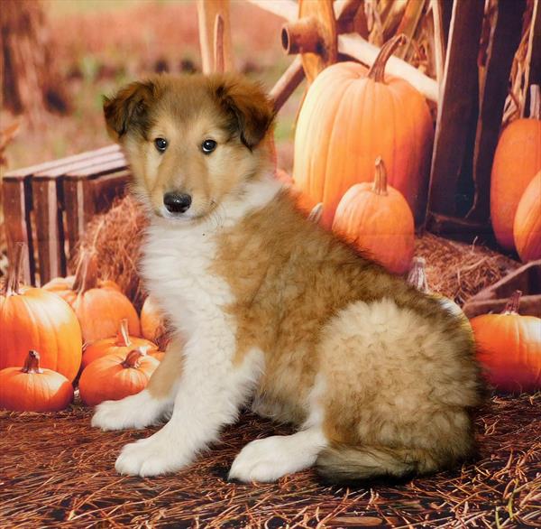 Collie-DOG-Male-Sable / White-6321-Petland Monroeville, PA