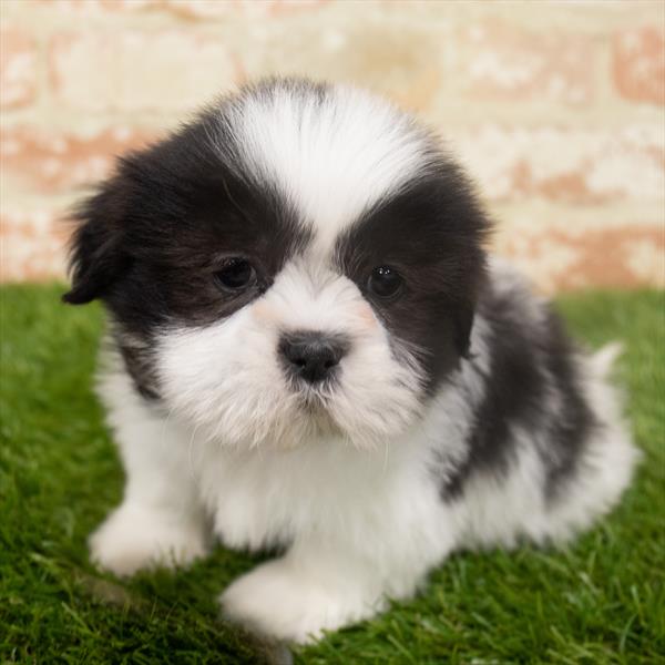 Shih Tzu-DOG-Male-Black / White-6325-Petland Monroeville, PA