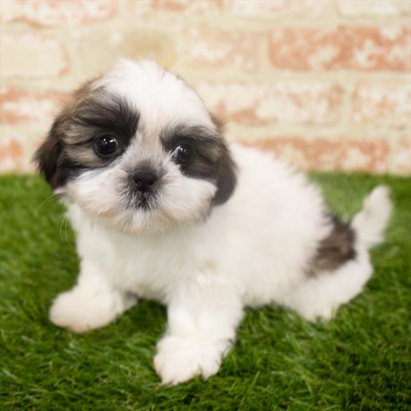 Shih Tzu-DOG-Female-Brindle / White-6326-Petland Monroeville, PA
