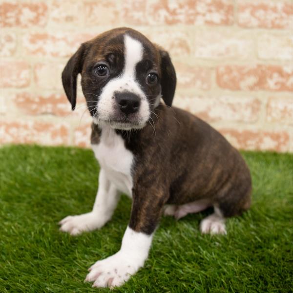 Boggle-DOG-Male-Brindle-6327-Petland Monroeville, PA