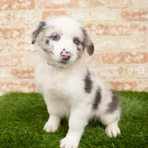 Australian Shepherd-DOG-Female-Blue Merle-6328-Petland Monroeville, PA