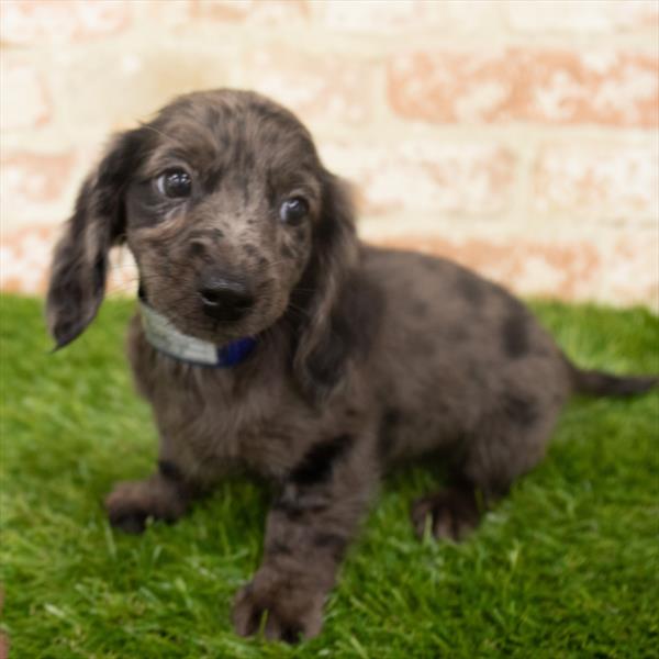 Dachshund-DOG-Male-Black / Tan-6330-Petland Monroeville, PA