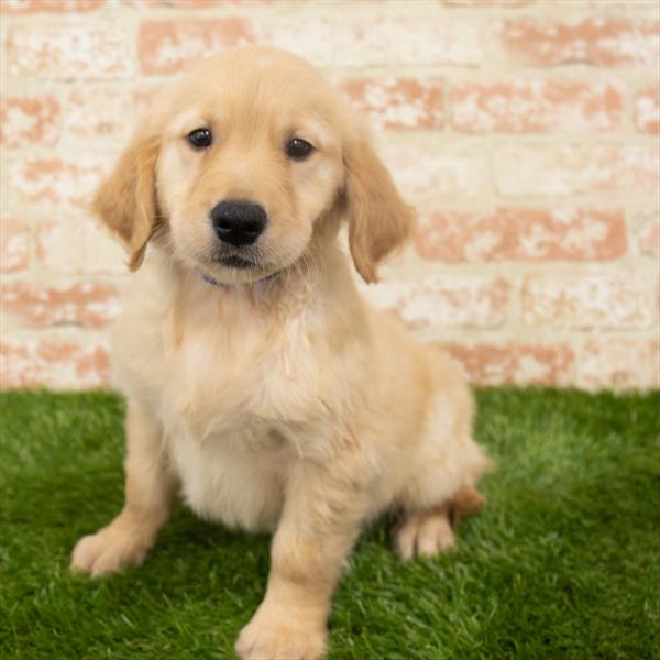 Golden Retriever-DOG-Male-Golden-6331-Petland Monroeville, PA