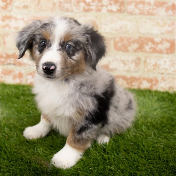 Miniature Australian Shepherd-DOG-Male-Blue Merle-6332-Petland Monroeville, PA