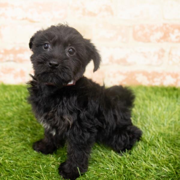 Yorkie-Poo-DOG-Female-Black-6333-Petland Monroeville, PA