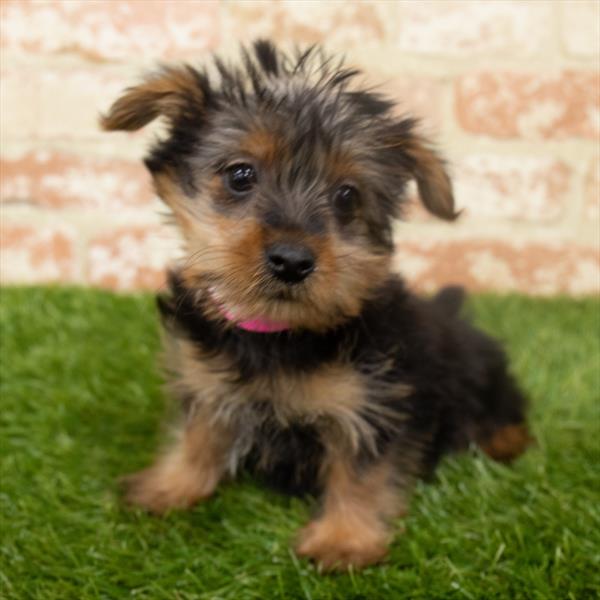 Yorkie-DOG-Female-Black / Tan-6334-Petland Monroeville, PA