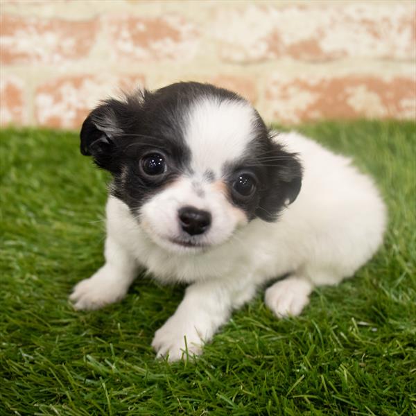Chihuahua-DOG-Male-Black / White-6335-Petland Monroeville, PA