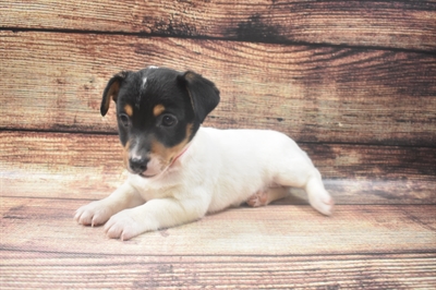 Jack Russell Terrier-DOG-Female-White Black and Tan-6362-Petland Monroeville, PA