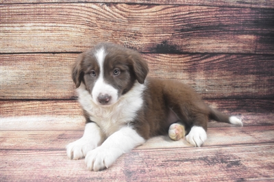 Border Collie-DOG-Female-Red and White-6364-Petland Monroeville, PA