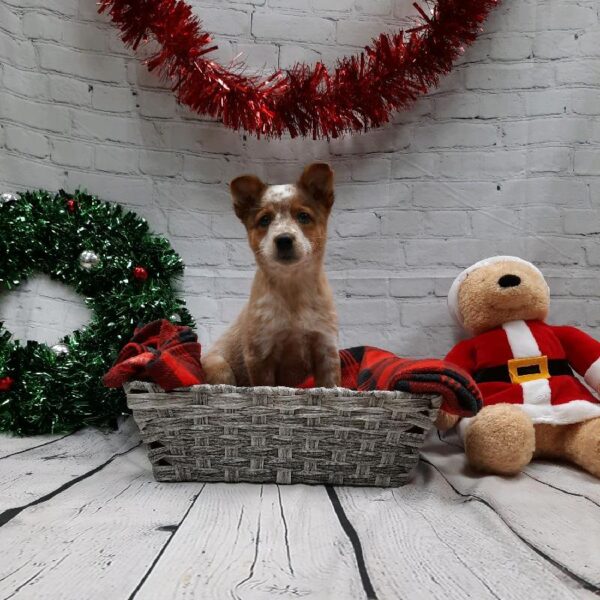 Heeler-DOG-Female-Red Merle-6352-Petland Monroeville, PA