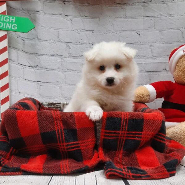 American Eskimo-DOG-Male-wh-6353-Petland Monroeville, PA