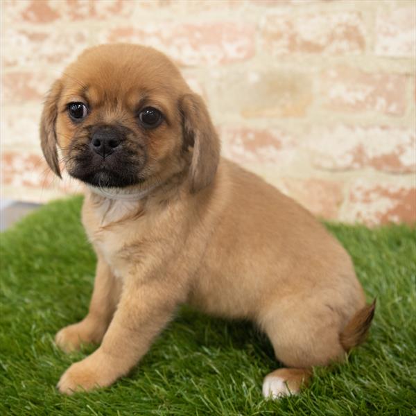 Puggle-DOG-Female-Fawn-6365-Petland Monroeville, PA