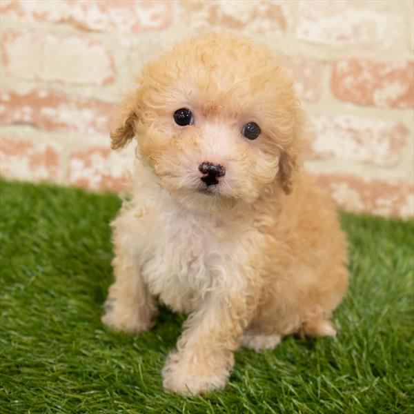 Bichon- Poo-DOG-Male-Apricot-6366-Petland Monroeville, PA