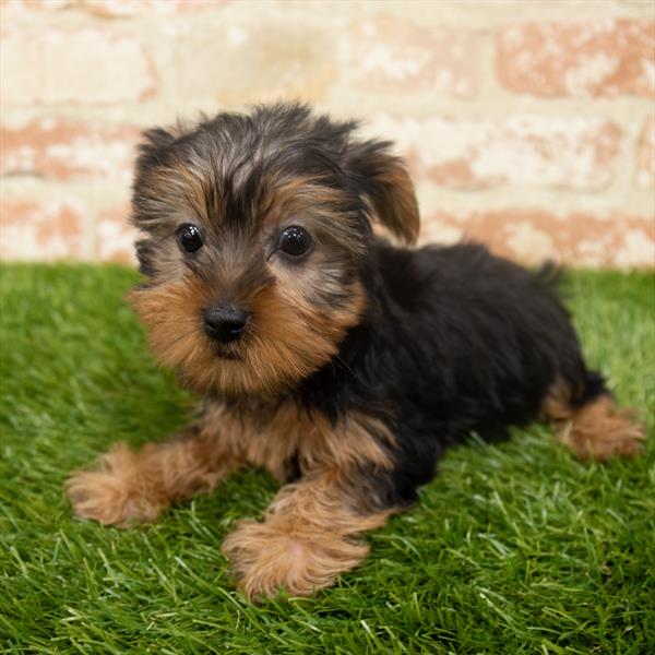Yorkie-DOG-Female-Black / Tan-6367-Petland Monroeville, PA