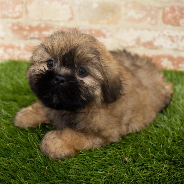 Teddy Bear-DOG-Female-Gold-6368-Petland Monroeville, PA