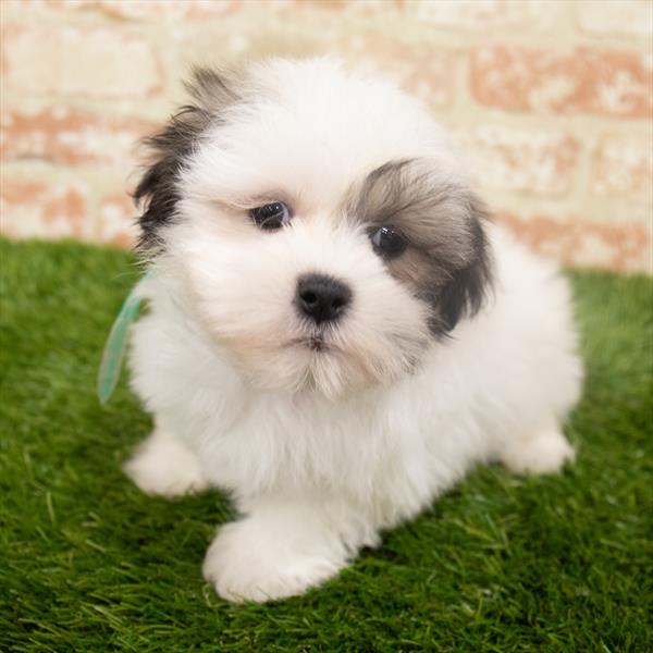 Teddy Bear-DOG-Male-Brindle / White-6369-Petland Monroeville, PA