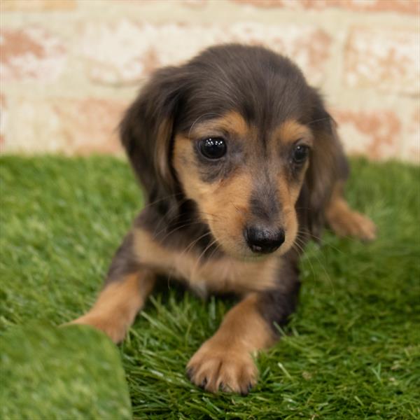 Dachshund-DOG-Female-Black / Tan-6370-Petland Monroeville, PA