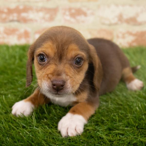 Beagle-DOG-Female-Chocolate / Tan-6371-Petland Monroeville, PA