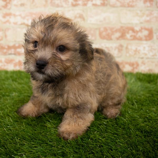 Morkie-DOG-Male-Black / Tan-6372-Petland Monroeville, PA