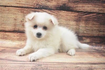 American Eskimo-DOG-Female-White-6384-Petland Monroeville, PA