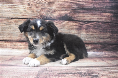 Miniature Australian Shepherd-DOG-Female-Black White and Brown-6385-Petland Monroeville, PA