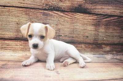 Chi-Chinese Crested-DOG-Male-Cream and White-6386-Petland Monroeville, PA