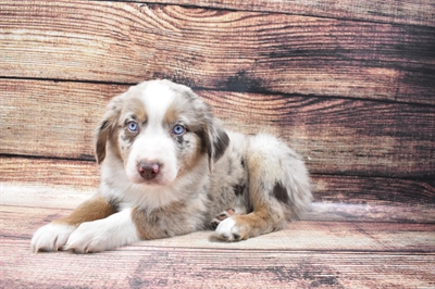 Australian Shepherd-DOG-Male-Red Merle-6387-Petland Monroeville, PA