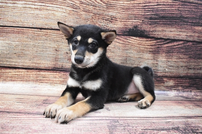 Shiba Inu-DOG-Male-Black and Tan-6388-Petland Monroeville, PA