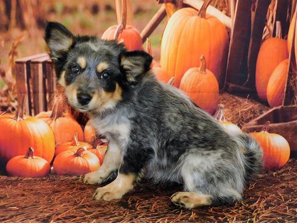 Heeler/Border Collie-DOG-Female-Black White / Tan-6389-Petland Monroeville, PA