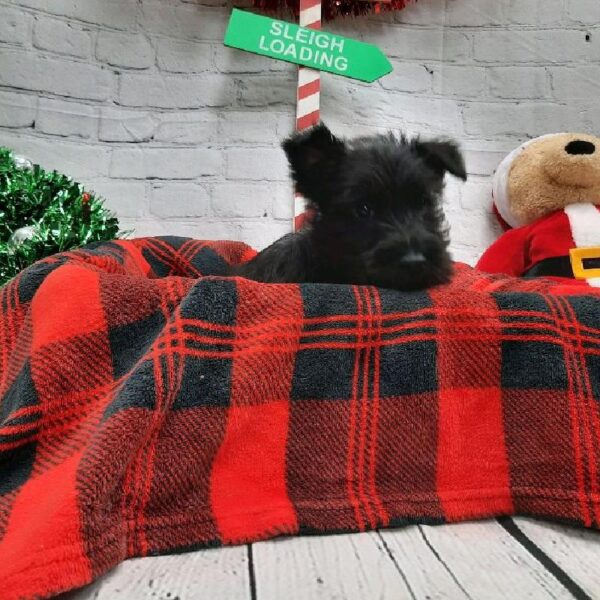 Scottish Terrier-DOG-Male-Black-6392-Petland Monroeville, PA