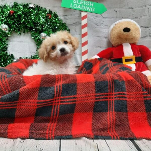 Cavachon-DOG-Female-Cream-6393-Petland Monroeville, PA