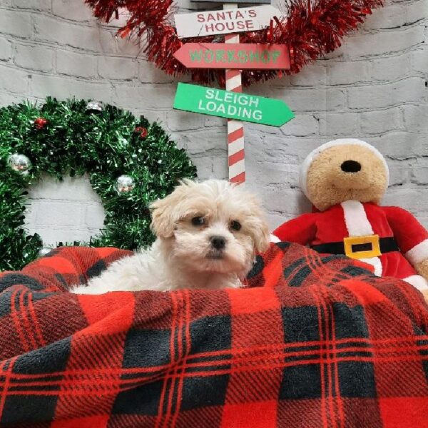 Teddy Bear-DOG-Male-White-6394-Petland Monroeville, PA