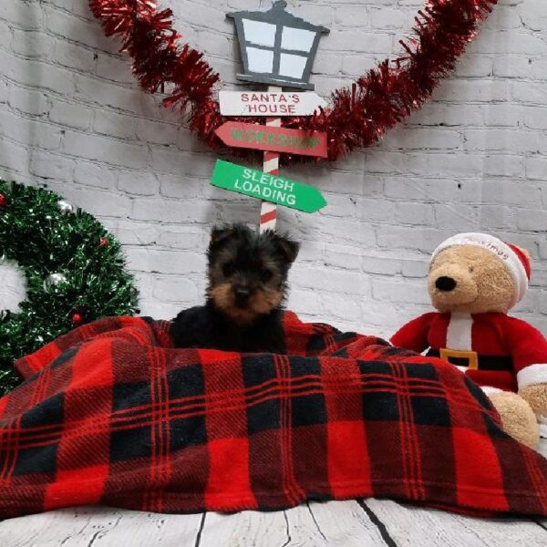 Yorkie-DOG-Male-Black / Tan-6395-Petland Monroeville, PA