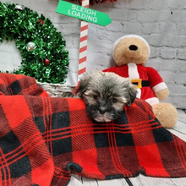 Havanese-Shih Tzu-DOG-Female--6396-Petland Monroeville, PA