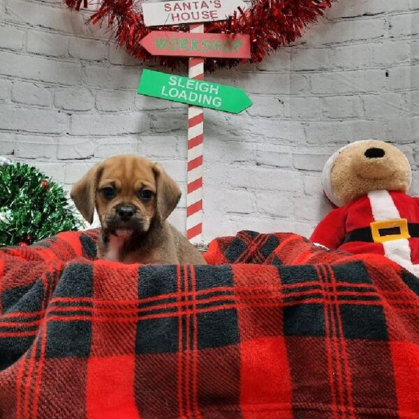 Puggle-DOG-Female-Fawn-6397-Petland Monroeville, PA