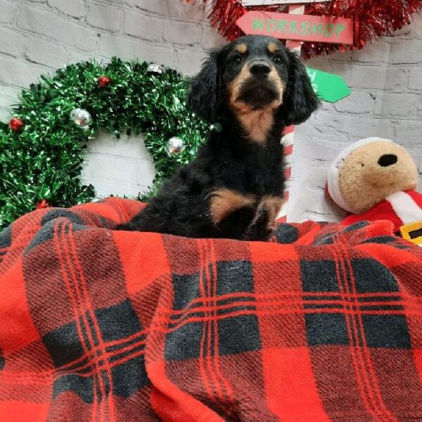 Chiweenie-DOG-Male-Black / Tan-6398-Petland Monroeville, PA