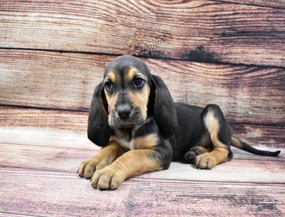 Bloodhound-DOG-Female-Black and Tan-6418-Petland Monroeville, PA