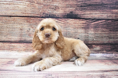 Cocker Spaniel-DOG-Female-Red-6419-Petland Monroeville, PA