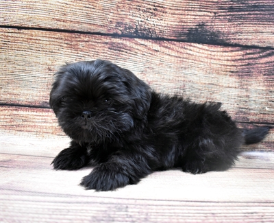 Shih Tzu-DOG-Male-Black-6420-Petland Monroeville, PA