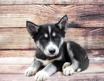 Siberian Husky-DOG-Female-Black Tan and White-6421-Petland Monroeville, PA