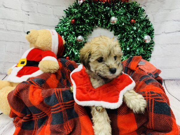 Schnoodle-DOG-Female-Liver Pepper-6422-Petland Monroeville, PA