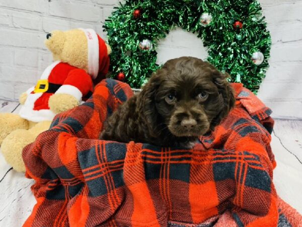 Cockapoo-DOG-Male-Chocolate-6423-Petland Monroeville, PA