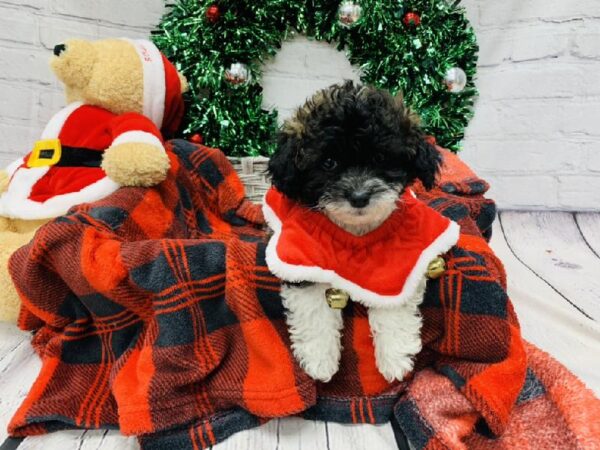 Cavapoo-DOG-Female-Sable-6424-Petland Monroeville, PA